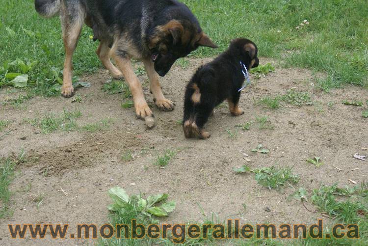 Chiots Lady 13 juin 2011 - Berger Allemand de grande lignée