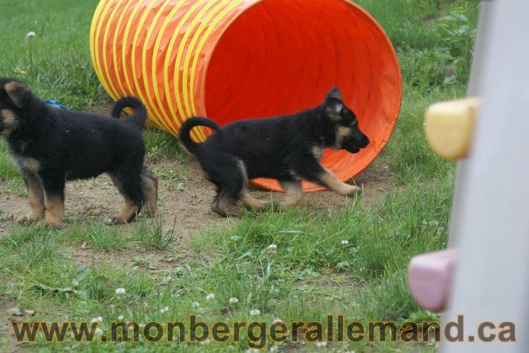 Chiots Lady 13 juin 2011 - Berger Allemand de grande lignée