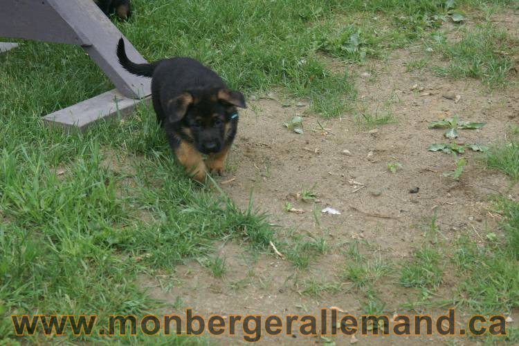 Chiots Lady 13 juin 2011 - Berger Allemand de grande lignée