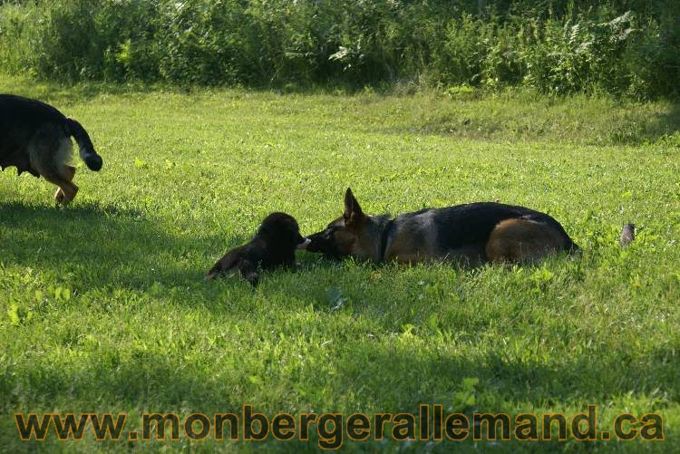 17 juin 2011 - Berger Allemand de grande LIgnée