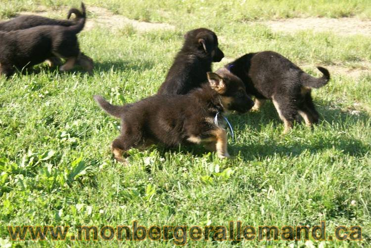 17 juin 2011 - Berger Allemand de grande LIgnée