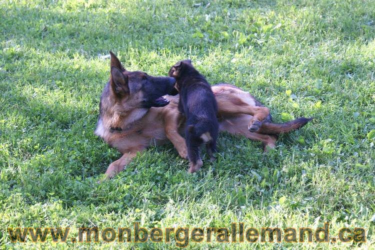 17 juin 2011 - Berger Allemand de grande LIgnée