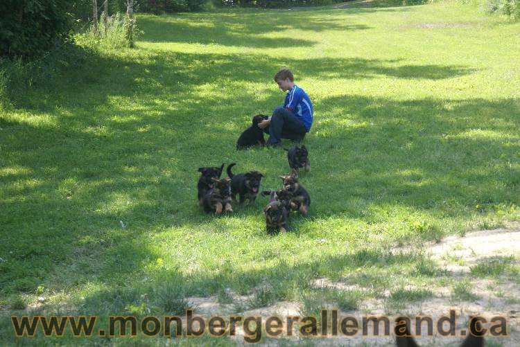 17 juin 2011 - Berger Allemand de grande LIgnée