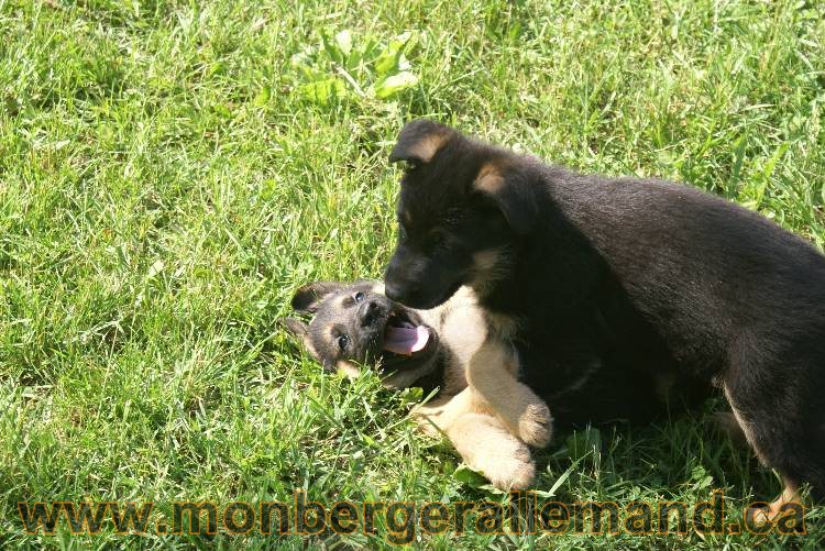 17 juin 2011 - Berger Allemand de grande LIgnée