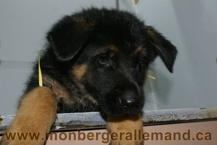 Photos de nos chiots berger allemands 21 juin 2011