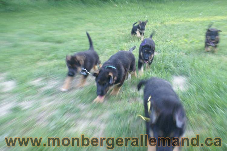 Photos de nos chiots berger allemands 21 juin 2011