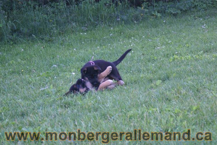 Photos de nos chiots berger allemands 21 juin 2011