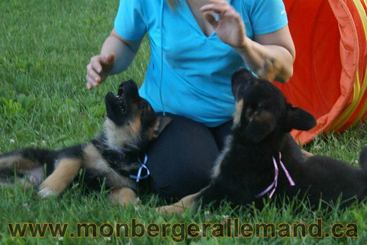 Photos de nos chiots berger allemands 21 juin 2011