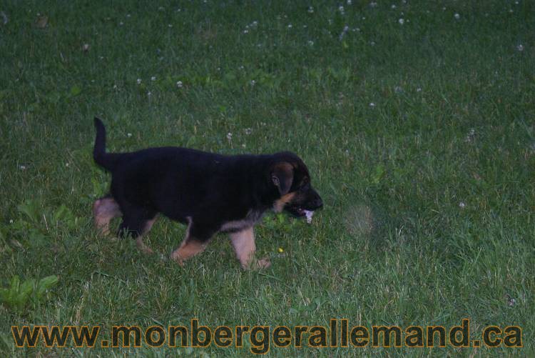 Photos de nos chiots berger allemands 21 juin 2011