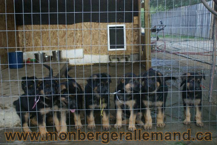 Photos de nos chiots berger allemands 21 juin 2011