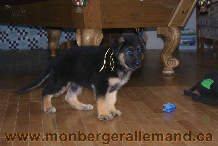 Chiots Berger allemand qui vont nous quitter... !!! Bonne chance mes bébés !!