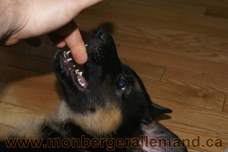 Chiots Berger allemand qui vont nous quitter... !!! Bonne chance mes bébés !!