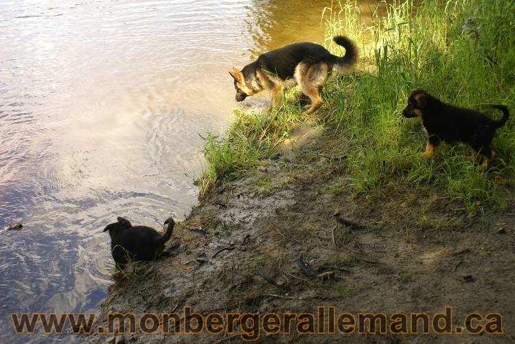 Des chiots berger Allemand très spécial !