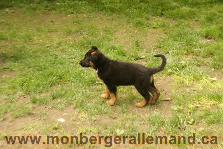 Des chiots berger Allemand très spécial !