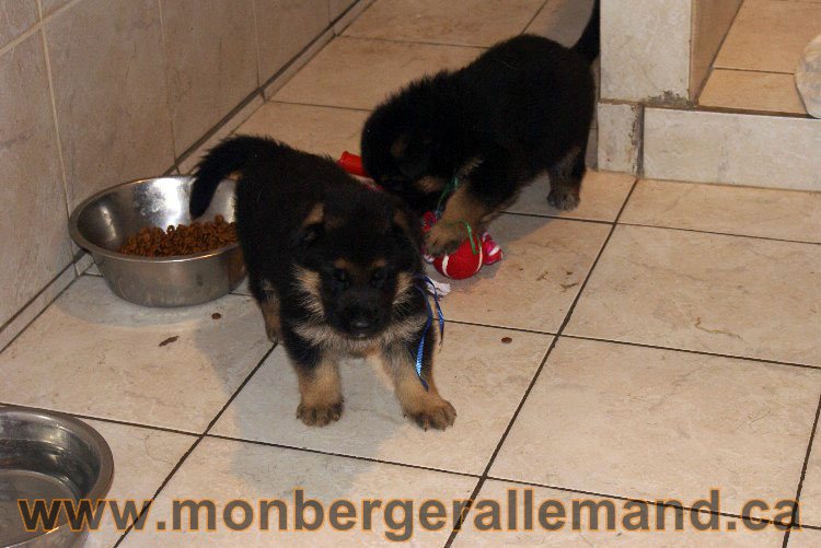 Les chiots 31 mai 2011 - Berger allemand de grande lignée