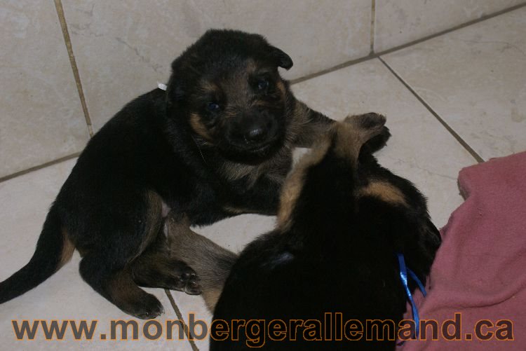 Les chiots et les chiens berger allemand