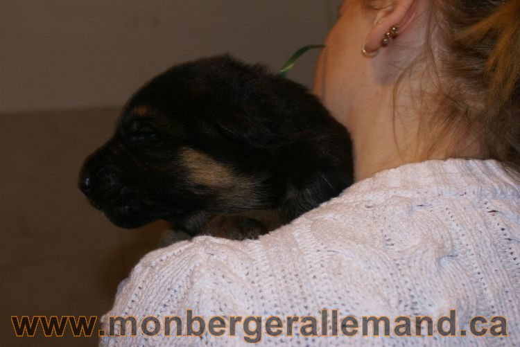 Chiots berger allemand a Lady