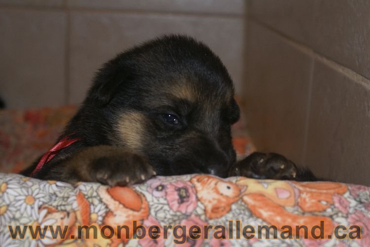 Chiots berger allemand a Lady