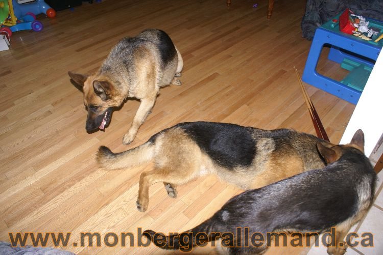 Les chiots berger allemand a Lady 22 mai 2011 - 22 jours de vie