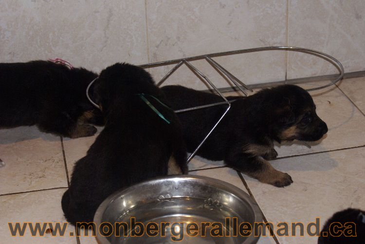 Les chiots berger allemand a Lady 22 mai 2011 - 22 jours de vie