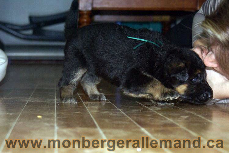 Chiots berger allemand 22 jours de vie