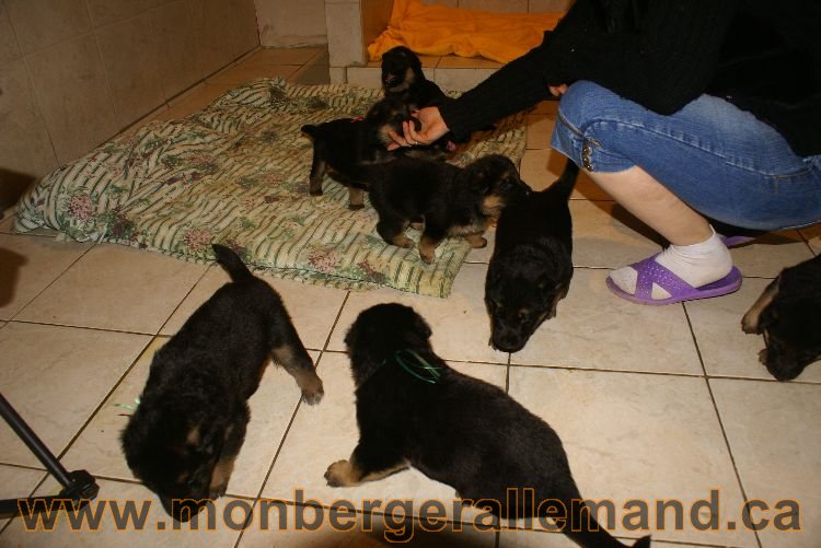 Chiots berger allemand 26 mai 2011