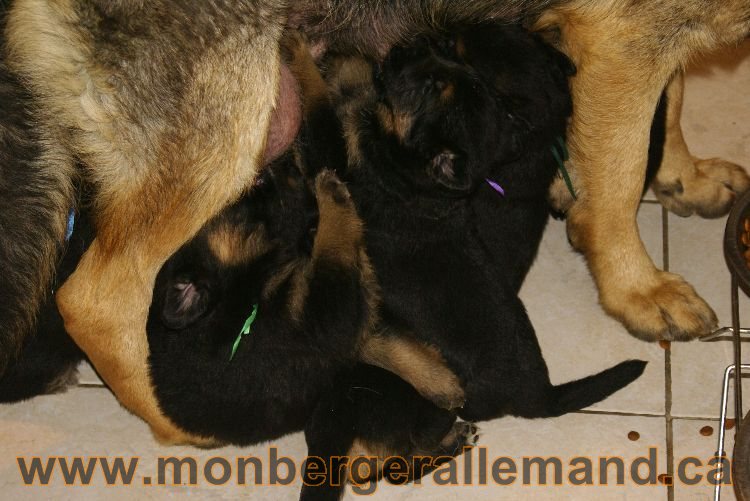 Chiots berger allemand 26 mai 2011