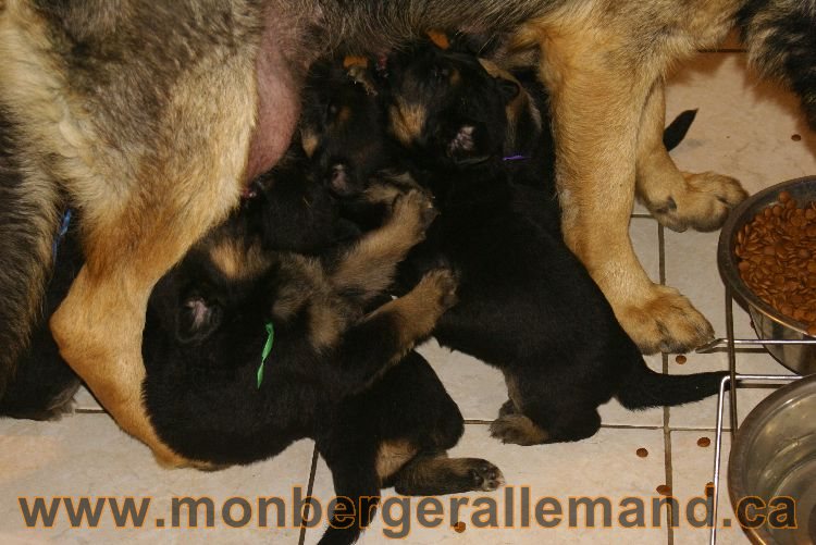 Chiots berger allemand 26 mai 2011