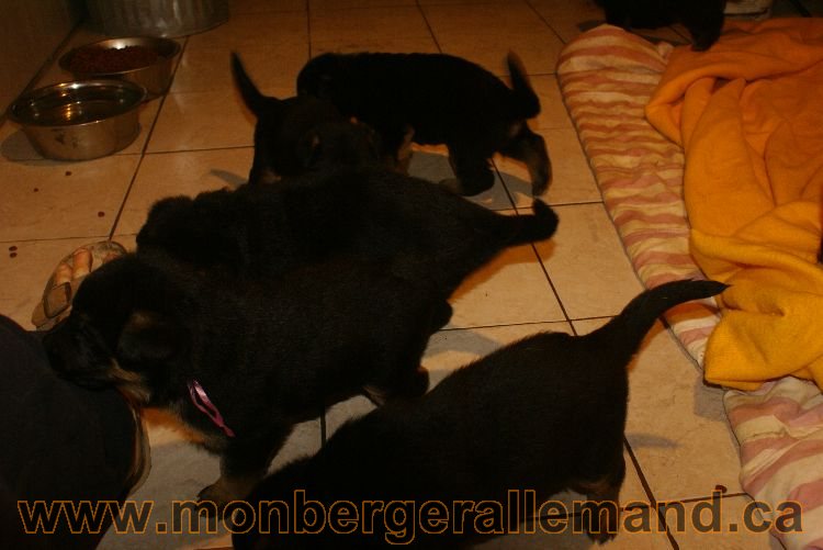 Chiots berger allemand 26 mai 2011