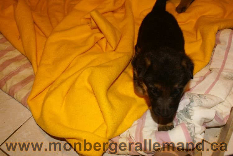 Chiots berger allemand 26 mai 2011