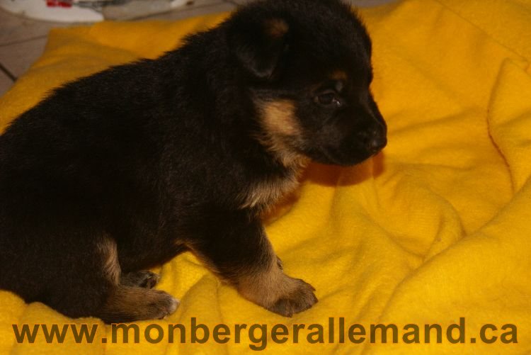 Chiots berger allemand 26 mai 2011