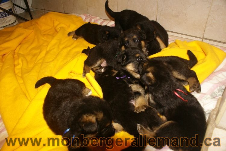 Chiots berger allemand 26 mai 2011