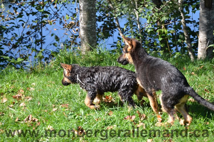 Chien et nos dernier chiots qui partent ce week end....