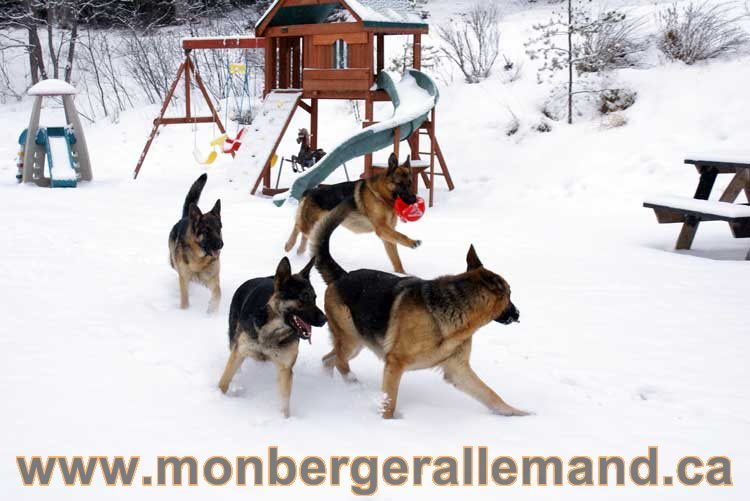 Nos chiens berger allemand - Chiot Berger Allemand a vendre regulierement - Québec, Canada , Montreal , gatineau sherbrooke, mirabel, lanaudière, laurentides, estrie et plus.