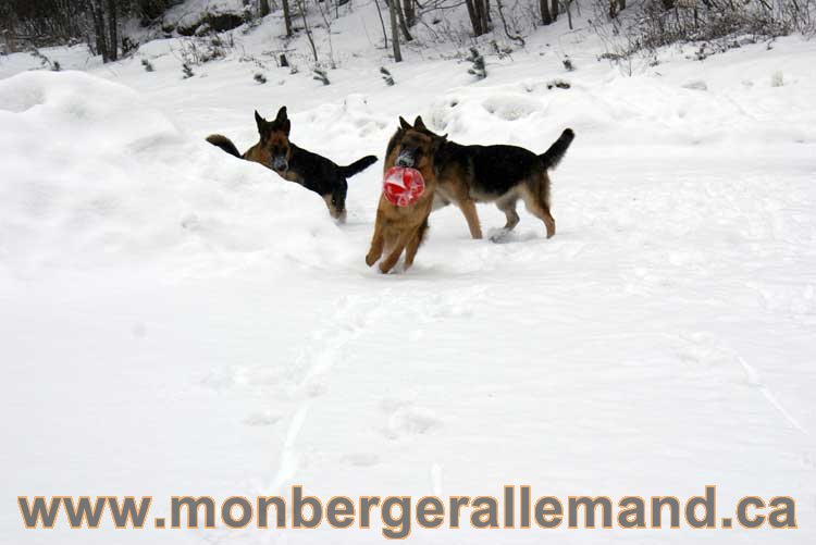 Nos chiens berger allemand - Chiot Berger Allemand a vendre regulierement - Québec, Canada , Montreal , gatineau sherbrooke, mirabel, lanaudière, laurentides, estrie et plus.