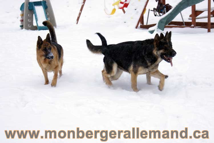 Nos chiens berger allemand - Chiot Berger Allemand a vendre regulierement - Québec, Canada , Montreal , gatineau sherbrooke, mirabel, lanaudière, laurentides, estrie et plus.