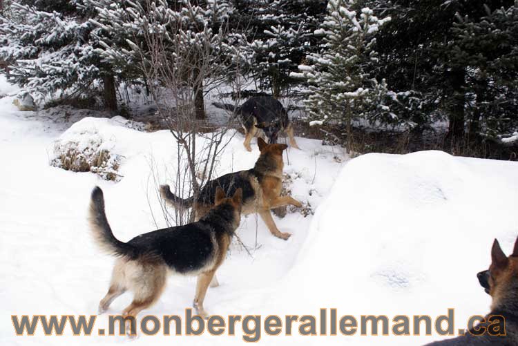 Chiot Berger Allemand a vendre regulierement - Québec, Canada , Montreal , gatineau sherbrooke, mirabel, lanaudière, laurentides, estrie et plus.