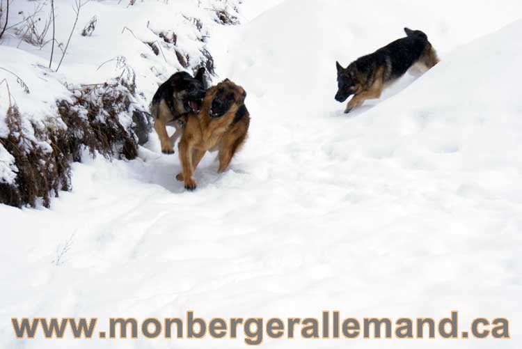 Chiot Berger Allemand a vendre regulierement - Québec, Canada , Montreal , gatineau sherbrooke, mirabel, lanaudière, laurentides, estrie et plus.