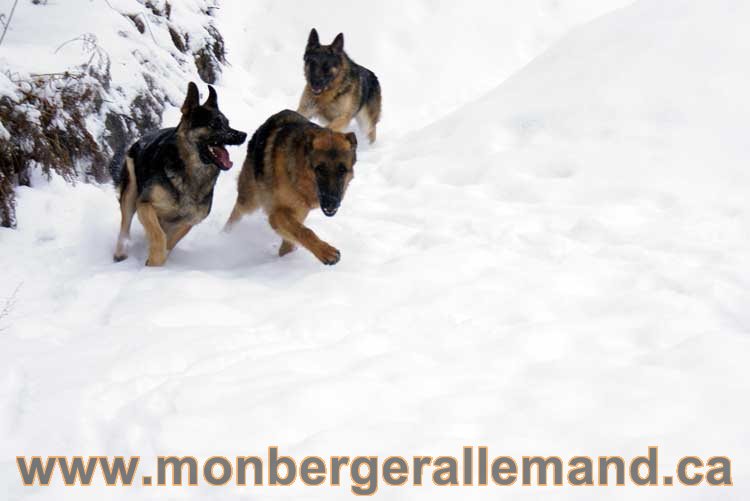 Chiot Berger Allemand a vendre regulierement - Québec, Canada , Montreal , gatineau sherbrooke, mirabel, lanaudière, laurentides, estrie et plus.