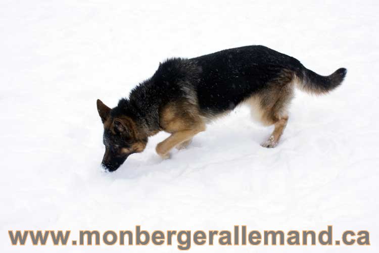 Chiot Berger Allemand a vendre regulierement - Québec, Canada , Montreal , gatineau sherbrooke, mirabel, lanaudière, laurentides, estrie et plus.