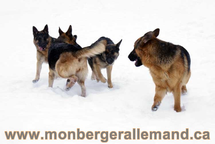 Chiots Berger Allemand a vendre regulierement - Québec, Canada , Montreal , gatineau sherbrooke, mirabel, lanaudière, laurentides, estrie et plus.