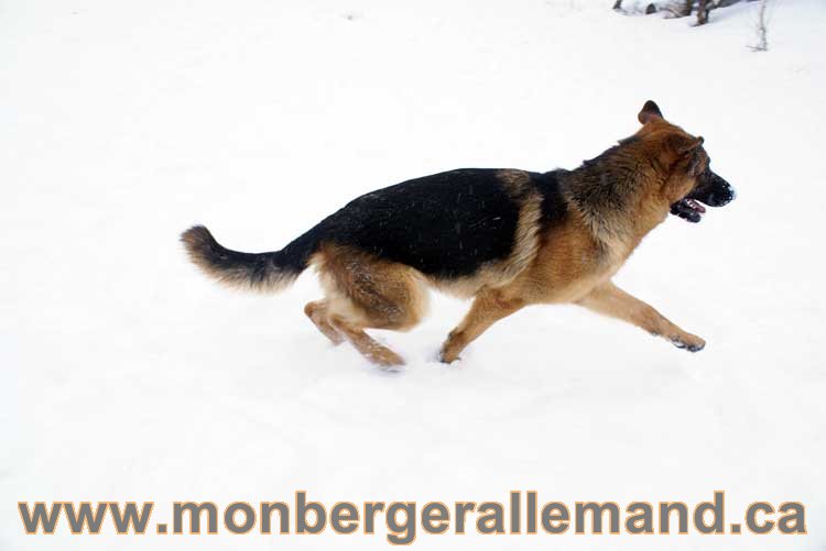 Chiots Berger Allemand a vendre regulierement - Québec, Canada , Montreal , gatineau sherbrooke, mirabel, lanaudière, laurentides, estrie et plus.