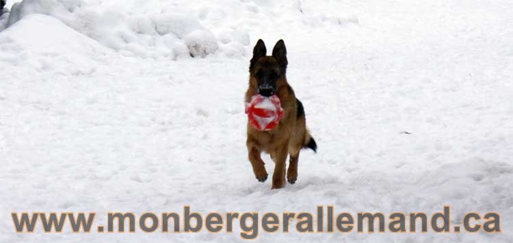 Chiots Berger Allemand a vendre regulierement - Québec, Canada , Montreal , gatineau sherbrooke, mirabel, lanaudière, laurentides, estrie et plus.