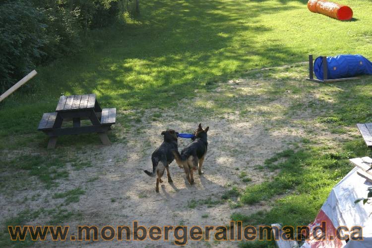 Chien et chiots berger allemand du nord