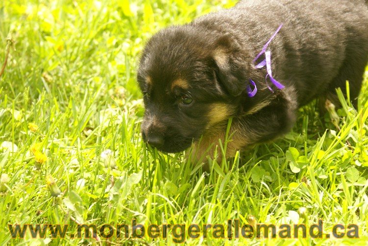 Première sortie des Chiots a Lady - German Shephered Berger allemand - 29 mai 2011