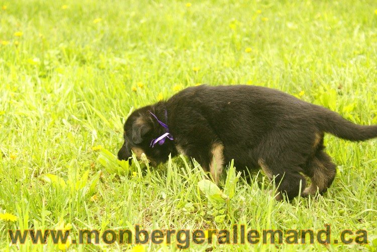 Première sortie des Chiots a Lady - German Shephered Berger allemand - 29 mai 2011