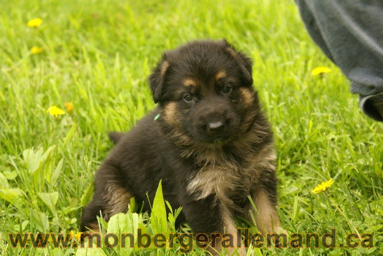 Première sortie des Chiots a Lady - German Shephered Berger allemand - 29 mai 2011