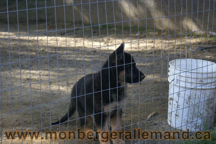 Berger allemand - Juillet 2011