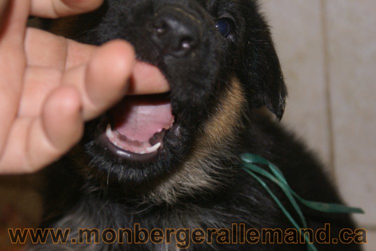 Vert - Male - Berger Allemand