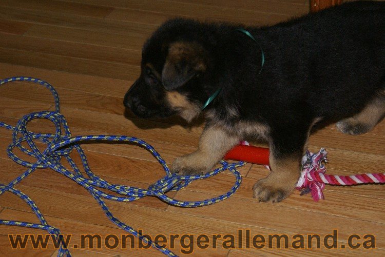 Vert - Male Berger allemand